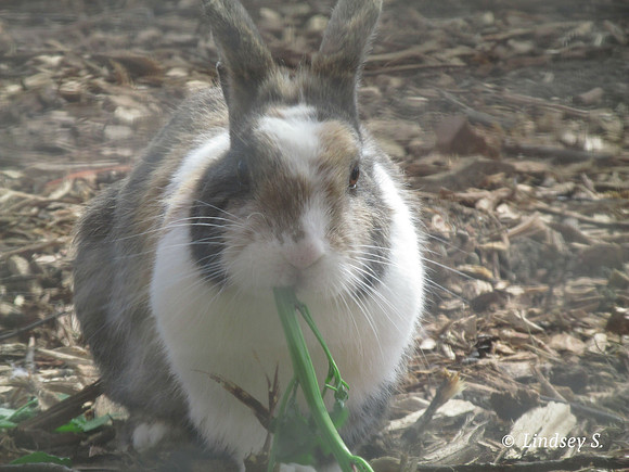 bunny no mess up