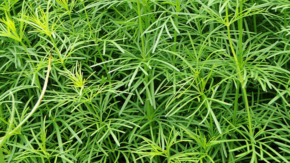 Ferns