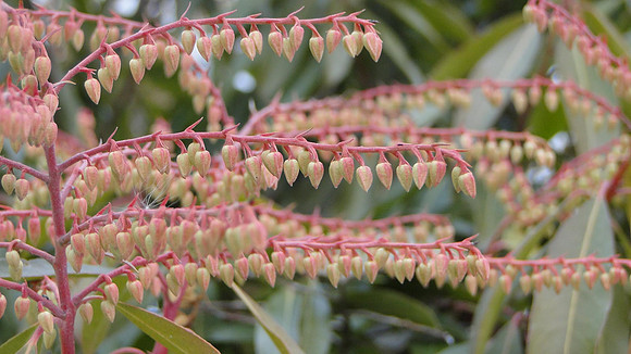 Buds